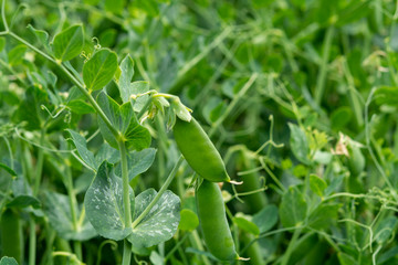 Green pea plants growing on farming fields in summer