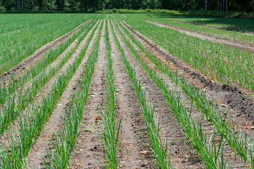 Fototapeta na wymiar Green onion growing on farm field in Netherlands, Europe
