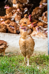 Poulets à cou nu élevés en plein air