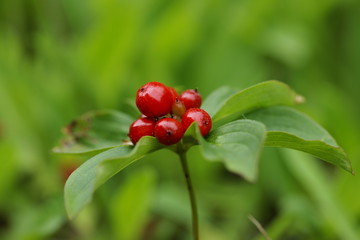 Bunchberry Cluster - Cornus canadensis