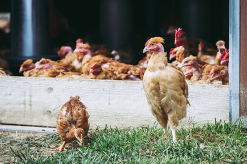 Poulets à cou nu élevés en plein air