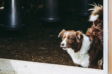 Chien de berger dans une ferme