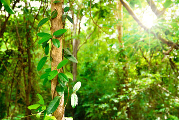 Tree trunk and green leaves with many tree in the forest in the background and sun