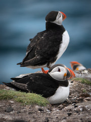 Farne Island, Northumberland