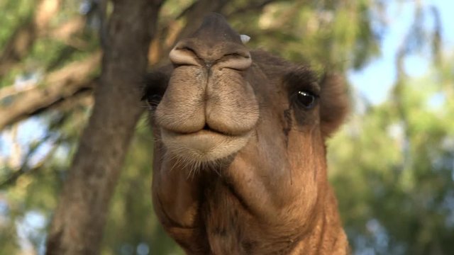 Close up view of a domestic camel, in captivity in Australia