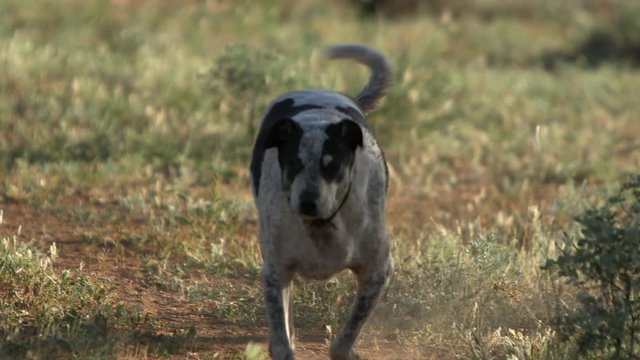 A cute three-legged dog running through a field towards the camera, followed by another, smaller dog