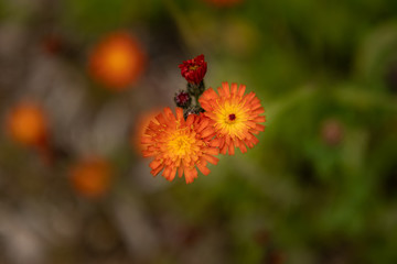Looking Down on Bright Orange Wildflower