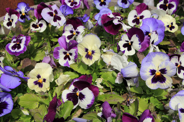 Many colorful pansies as a floral background