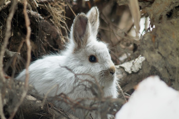 Snowshoe Hare in Winter Pelage