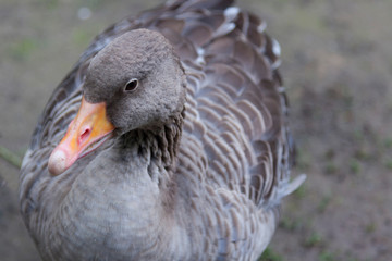 a gray duck sitting down
