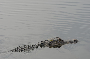 Alligator on Surface