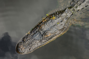 Alligator Looking Left in dark water