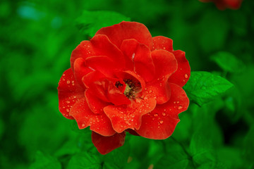 Obraz na płótnie Canvas Red Rose with water drop after rain