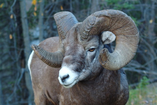 Old Broomed Bighorn Ram