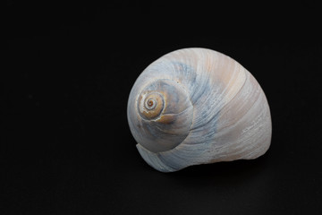 Shell dark background