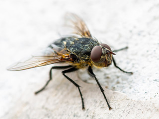 Diptera Meat Fly Insect On White Wall