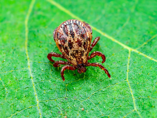 Encephalitis Virus or Lyme Borreliosis Disease or Monkey Fever Infectious Dermacentor Tick Arachnid Parasite Insect on Green Leaf Macro