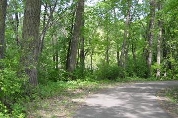 path in forest