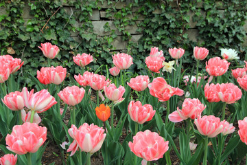 Many colorful tulips as a floral background