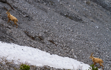Ibex on mountain slope, beautiful wild alpine animal