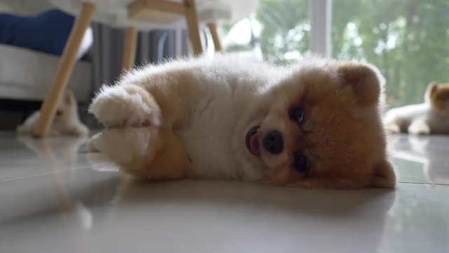 slow motion, funny fat pomeranian dog cute pet lying down playful in living room