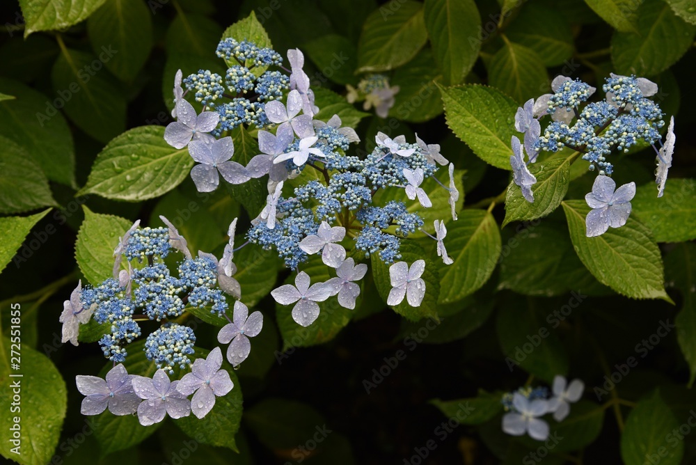 Poster Hydrangea bloom in the rain.