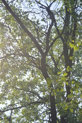 Fototapeta premium leaves of a tree in spring