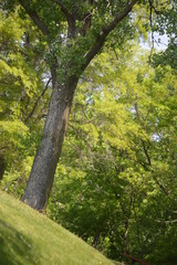 tree in the forest
