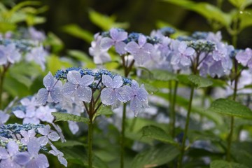 Hydrangea bloom in the rain.