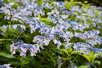 Hydrangea bloom in the rain.