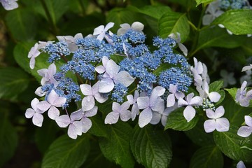 Hydrangea bloom in the rain.