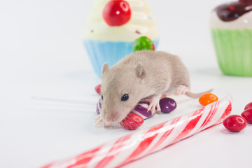 Healthy teeth concept. Rodent on the background of sweets.