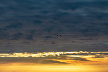birds in flight