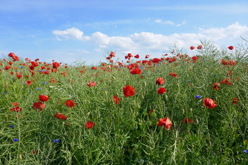 Red poppies on a green rape field, blue sky with white clouds. Beautiful landscape in Schleswig-Holstein, Germany.