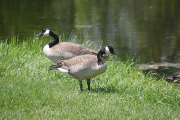 canadian goose on grass