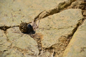 ラオスのバンビエン　昆虫のフンコロガシ　後ろ足で糞を転がす姿