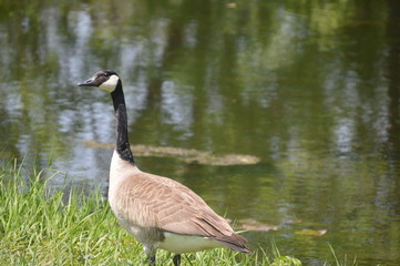 canadian goose on lake