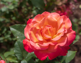 Angled view of the rose 