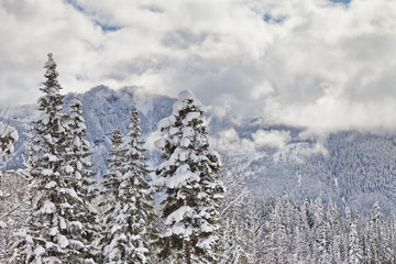 Pine trees with heavy fresh snow and cloudy skies