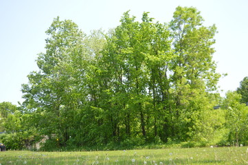 Obraz premium tree in the park