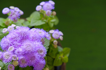 blue hawaii closeup