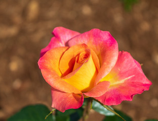 Pink and yellow rose with a blurred background of mulch