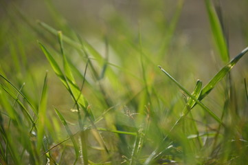 green grass with water drops
