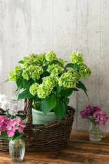 山紫陽花　ヤマアジサイ