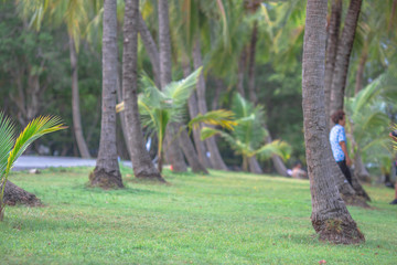The blurred background of the nature of the trees, planted in the park for shade and decoration for the beauty of the witnesses.