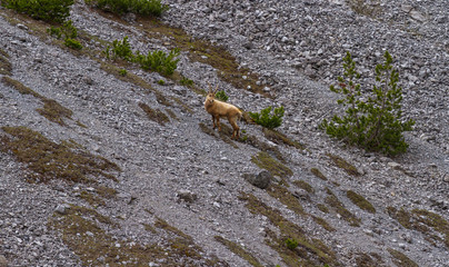 Ibex on mountain slope, beautiful wild alpine animal