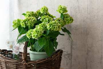 山紫陽花　ヤマアジサイ