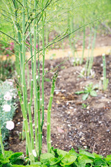 Garden Asparagus
