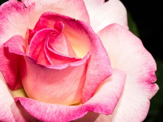 Fototapeta na wymiar Single rose in the garden