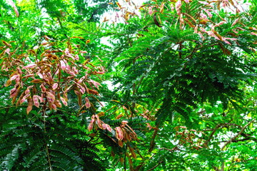 Seed pods with green leaves of Copper pod, Yellow flame, Yellow poinciana (Peltophorum Pterocarpum Heyne) on tree in the tropical forest